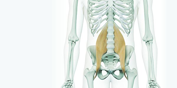 L’anatomie en mouvement , Le psoas