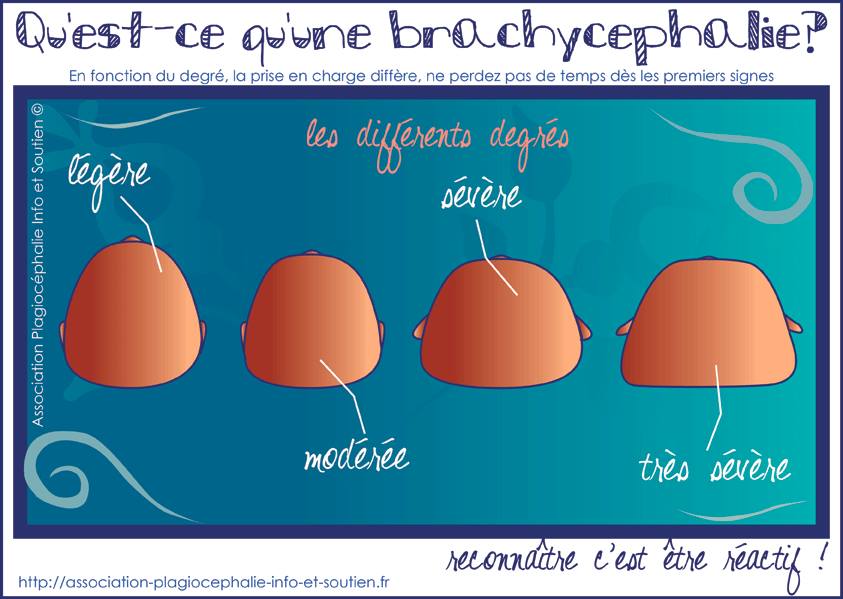 tetes-plates-brachycephalies